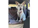 Adopt Lumi a White German Shepherd Dog / Mixed dog in Hoffman Estates