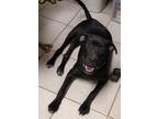 Adopt Tart a Labrador Retriever / Mixed dog in Osage Beach, MO (38016400)