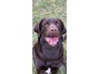 Adopt Pheonix - Cross Posting a Labrador Retriever / Mixed dog in Silverdale