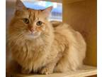 Adopt Bonnie a Orange or Red Domestic Longhair / Mixed cat in Iroquois