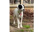 Adopt Arthur Litterer a White - with Black Mixed Breed (Medium) / Mixed dog in