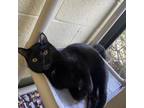 Adopt Terragon a All Black Domestic Shorthair / Mixed cat in Naples