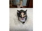 Adopt Tsarina a Domestic Shorthair / Mixed cat in Camden, SC (37999496)