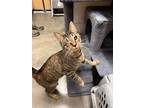 Adopt Sprite a Domestic Shorthair / Mixed cat in Camden, SC (37953154)