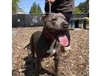 Adopt Axel a American Pit Bull Terrier / Mixed dog in Kingston, NY (38011914)