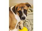 Adopt Bram a Boxer / Shepherd (Unknown Type) / Mixed dog in Lexington