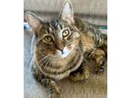 Adopt ASTRO a Domestic Short Hair, Tabby