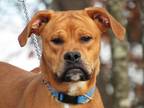 Adopt Ray a Boxer / Mixed dog in Osage Beach, MO (38016407)