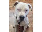 Adopt Buddy 2 a White Pit Bull Terrier / Mixed dog in Amarillo, TX (37827351)
