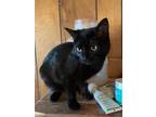 Adopt Miranda a All Black Domestic Shorthair / Mixed (short coat) cat in