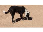 Adopt SMOKEY a Black - with White Border Collie / Mixed dog in Pena Blanca