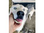 Adopt MOON a Siberian Husky / Mixed dog in Pena Blanca, NM (37949589)