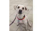Adopt Princess (In Foster) a Labrador Retriever / Mixed dog in Portsmouth