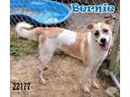 Adopt Bernie a Shepherd (Unknown Type) / Hound (Unknown Type) / Mixed dog in Oak