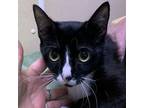 Adopt Queensbury a Domestic Shorthair / Mixed cat in Salisbury, MD (37953007)