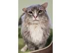 Adopt Marty a Domestic Longhair / Mixed cat in Osage Beach, MO (38016377)