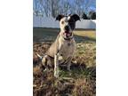 Adopt Abby/ Rue a Brindle - with White Pit Bull Terrier / Mixed dog in Osage