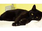 Adopt Enok / Panther a Domestic Shorthair / Mixed cat in Osage Beach