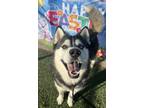 Adopt Ringo Star a Siberian Husky / Mixed dog in Tulare, CA (37952891)