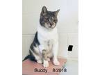 Adopt Buddy a Domestic Shorthair / Mixed (short coat) cat in Crossville