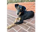 Adopt RUFUS (video to view) a Black - with Tan, Yellow or Fawn Doberman Pinscher