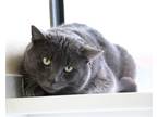 Adopt Phillip a Gray or Blue Domestic Shorthair / Mixed (short coat) cat in