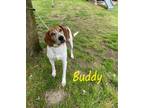 Adopt Buddy a Tricolor (Tan/Brown & Black & White) Treeing Walker Coonhound /