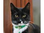 Adopt Mary a Black & White or Tuxedo Domestic Shorthair / Mixed (short coat) cat