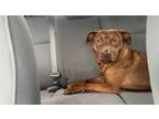 Adopt Tungsten a Pit Bull Terrier, Mixed Breed