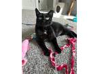 Adopt Shadow a All Black Domestic Shorthair / Mixed (short coat) cat in Orlando