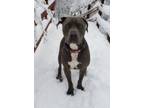 Adopt Oakley a Gray/Blue/Silver/Salt & Pepper American Pit Bull Terrier / Mixed