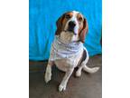 Adopt Willy a Beagle / Mixed dog in Lexington, KY (38034688)
