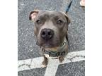 Adopt James Taylor a Pit Bull Terrier / Mixed dog in Salisbury, MD (37989959)