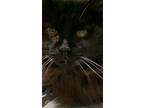 Adopt MAMAS a Domestic Longhair / Mixed cat in Fresno, CA (37890772)
