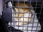 Adopt TIGGER a Domestic Shorthair / Mixed cat in Fresno, CA (37890770)
