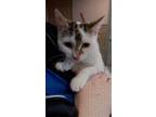 Adopt PATCHES a Domestic Shorthair / Mixed cat in Fresno, CA (37839504)