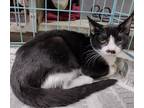 Adopt Chaplin a Domestic Shorthair / Mixed cat in Fresno, CA (37839042)
