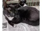 Adopt Gimpy a Domestic Shorthair / Mixed cat in Fresno, CA (37839043)