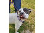 Adopt Fanny Pack a Pit Bull Terrier / Mixed dog in Portsmouth, VA (37807703)