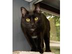 Adopt York a Domestic Shorthair / Mixed cat in Versailles, KY (37919892)