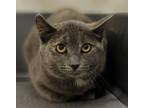 Adopt Vader a Domestic Shorthair / Mixed cat in Sheboygan, WI (38040012)