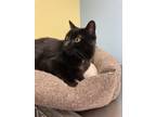 Adopt Blackie a Domestic Shorthair / Mixed cat in Osage Beach, MO (38016376)