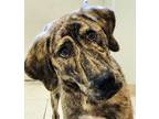 Adopt Gabby a Plott Hound / Mixed dog in Osage Beach, MO (38016378)