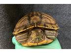 Adopt Chacha a Turtle - Water reptile, amphibian, and/or fish in El Cajon