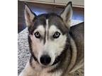 Adopt Hali a Black - with Gray or Silver Siberian Husky / Mixed dog in Staten