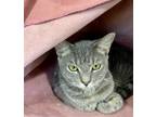 Adopt TIGERBELL a Gray or Blue (Mostly) Domestic Shorthair / Mixed (short coat)