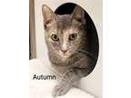 Adopt AUTUMN a Domestic Shorthair / Mixed (short coat) cat in Oakland Park