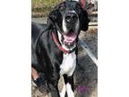 Adopt Bella a Black - with White Great Dane / Mixed dog in Jupiter