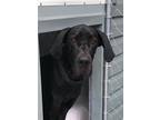 Adopt Tiny a Black Great Dane / Mixed dog in Jupiter, FL (37861972)