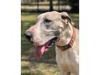 Adopt Maggie a Brindle - with White Great Dane / Mixed dog in Jupiter